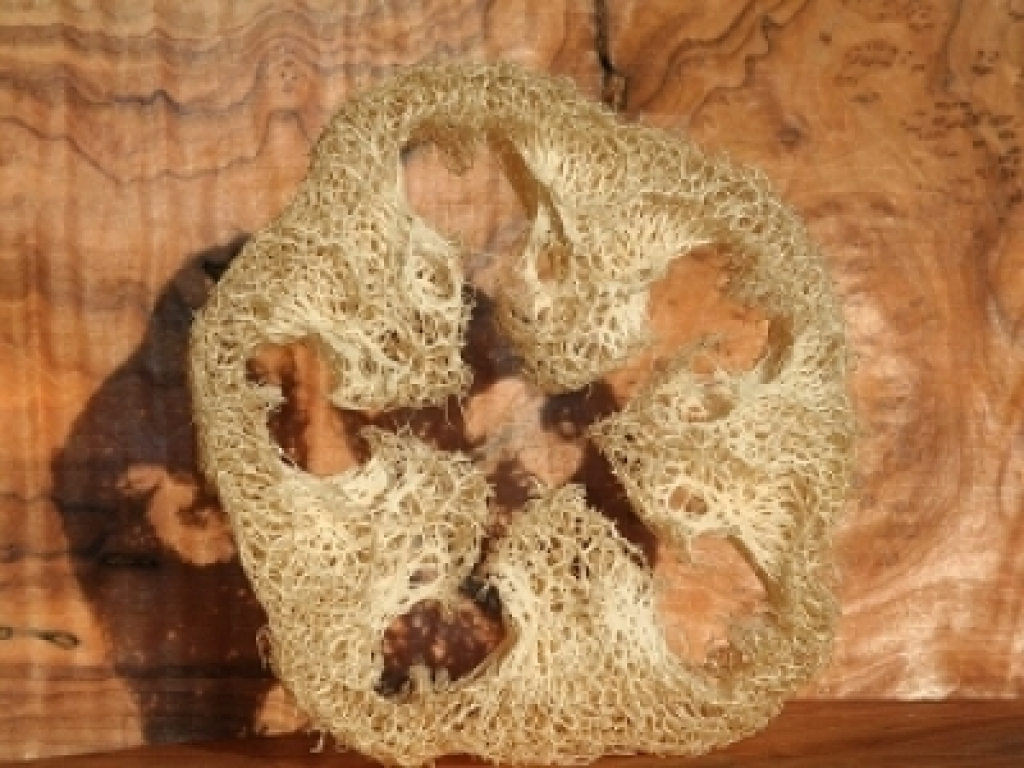 Luffa Scheibe